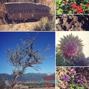 CoyoteTrail – 5 Featured